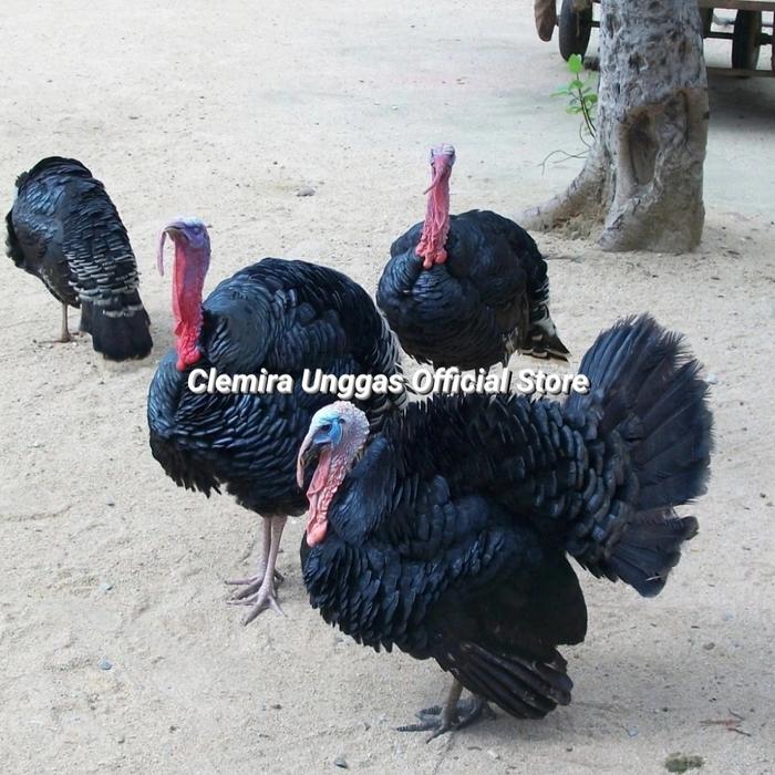 Gambar Ayam Kalkun Black Spanish / Kalkun Black Spanish / Kalkun / Turkey - Indukan/Dewasa dari Clemira Unggas Official Store undefined Tokopedia