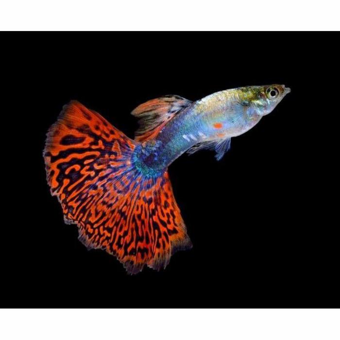 Gambar Jual kebutuhan Aquarium-Ikan Hias Aquascape Termurah - Sepasang Dragon dari Lakulakmasker1 undefined Tokopedia