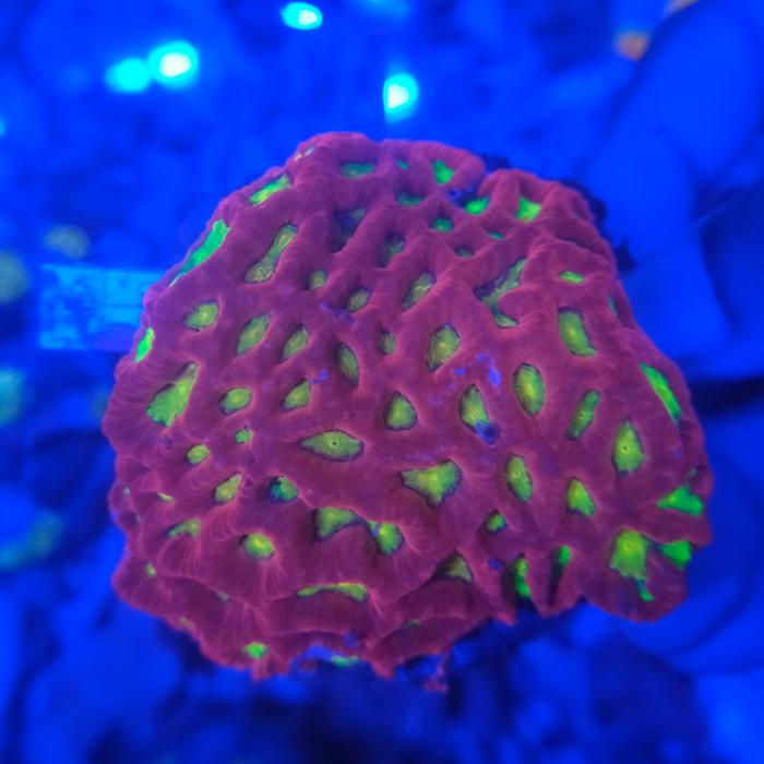 Gambar coral nanasan favia frag dari Osing Reef undefined Tokopedia