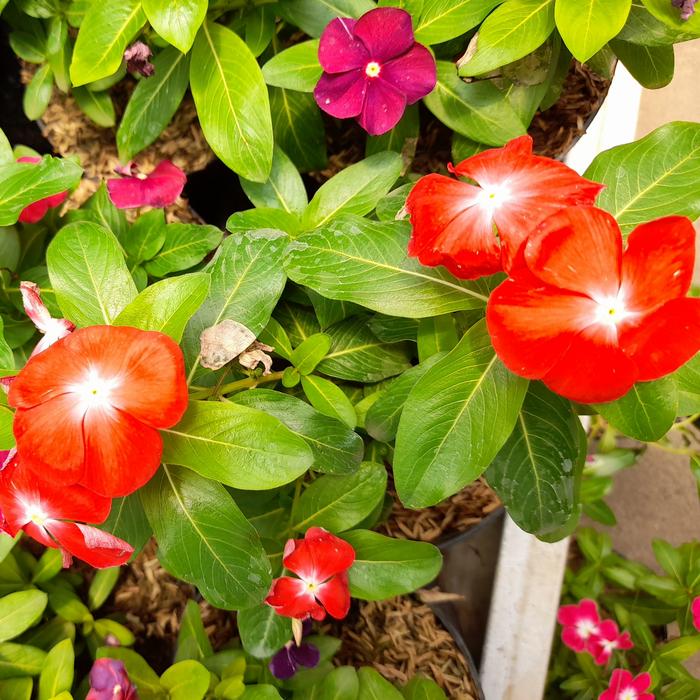 Gambar Tanaman Bunga Vinca Tegak / Vinca Gantung - Merah Sembur dari Rocketfield Plantary undefined Tokopedia