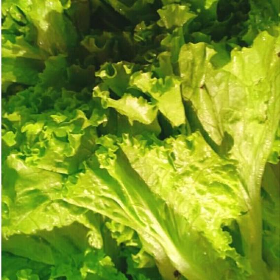 Gambar selada keriting 1kg dari Paksayur10 undefined Tokopedia