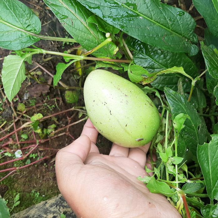 Gambar Tanaman Pepino, Bibit Pepino, Buah Pepino, Buah Melodi - Hijau dari Mongkrang Herbal undefined Tokopedia