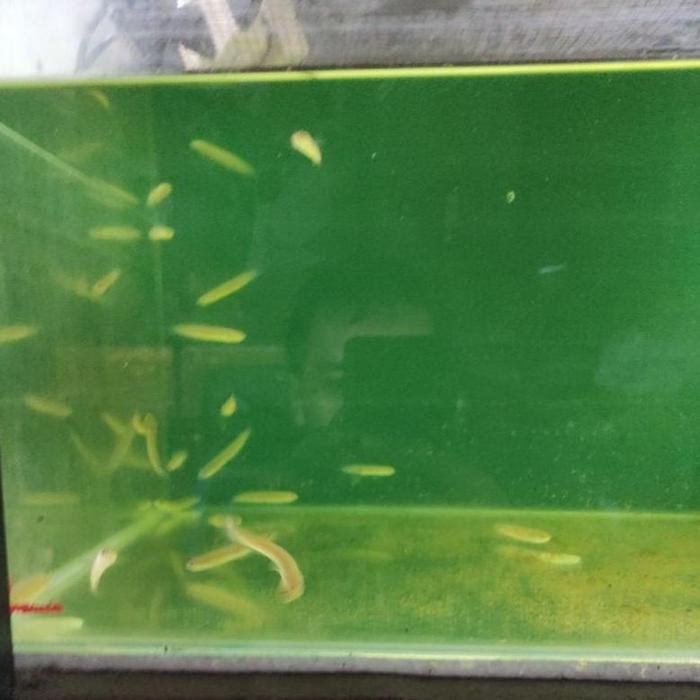 Gambar TERLARIS PELET CHANA LIMBATA BABY KOTES / IKAN HIAS CHANNA GACHUA , - Limbata, Kotes 2-3 cm dari Fitri_safitri undefined Tokopedia