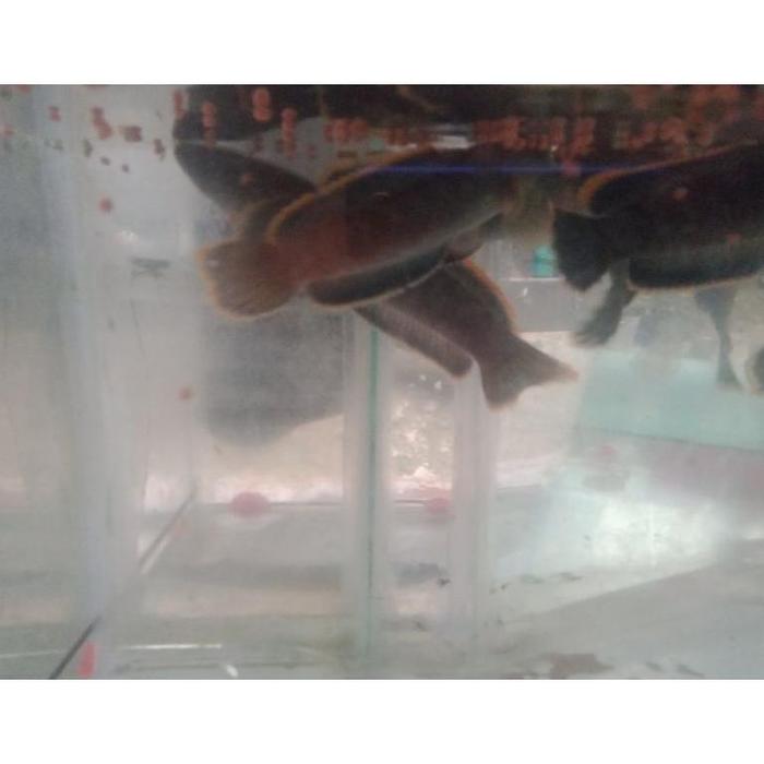 Gambar TERLARIS CHANA LIMBATA - Chana Limbata, 11-13cm dari Fitri_safitri undefined Tokopedia