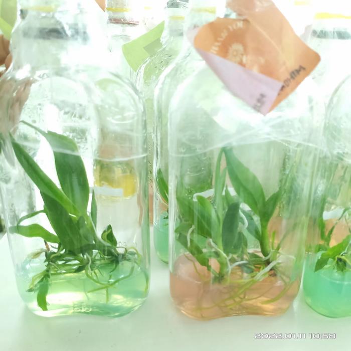 Gambar Souvenir Anggrek Botol Gemoy - Botol Vodcha, 5 Anggrek dari Aya Flowers undefined Tokopedia