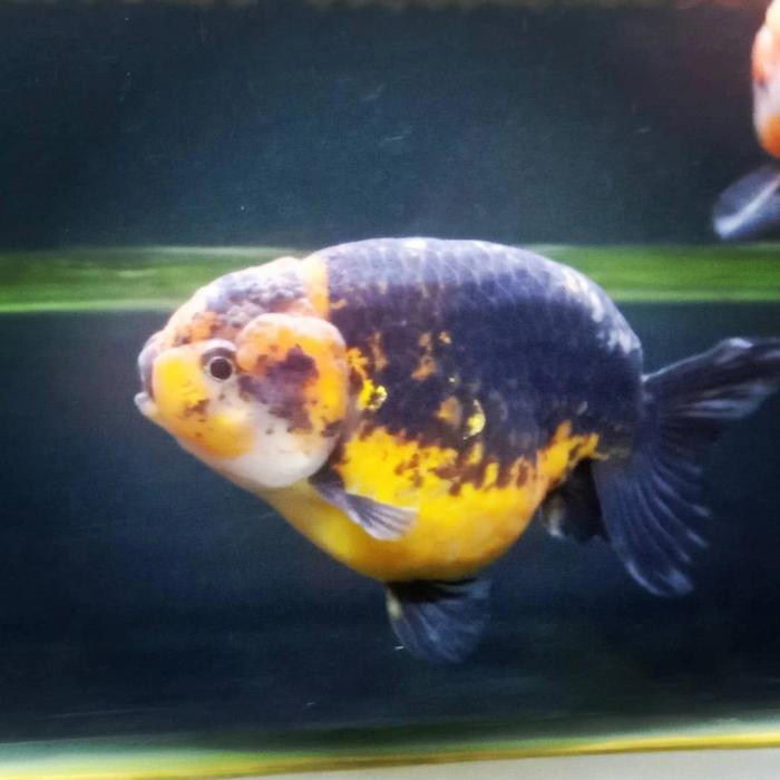 Gambar ikan mas koki lionchu ranchu jumbo dari sham36shop undefined Tokopedia