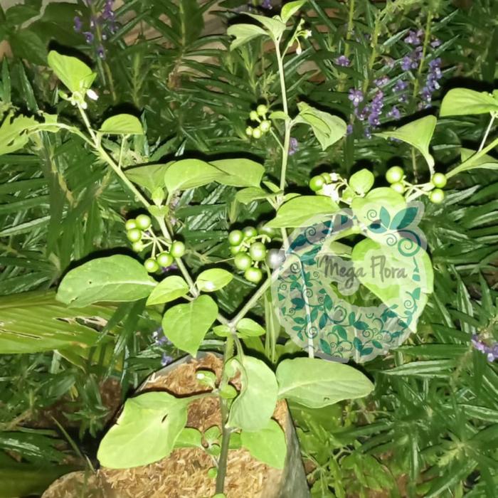 Gambar pohon leunca buah ranti dari Qiaxa Plant undefined Tokopedia