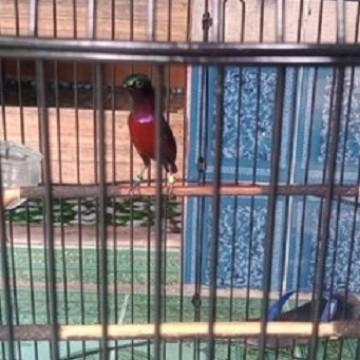 Gambar Tangkringan amplas burung kecil kolibri pleci konin kenari kayu jati dari Enter deal undefined Tokopedia