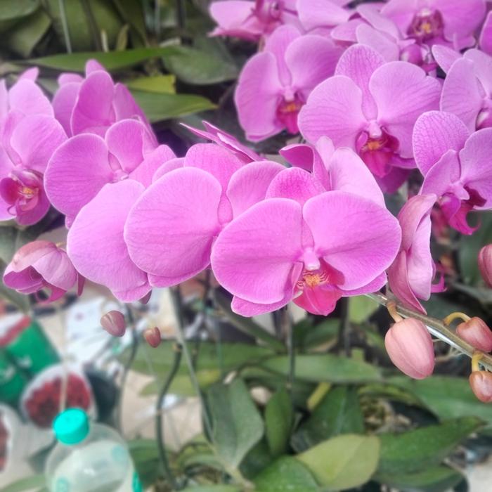 Gambar anggrek bulan asli dan segar - Putih, 5 anggrek dari Baim flower undefined 4 Tokopedia