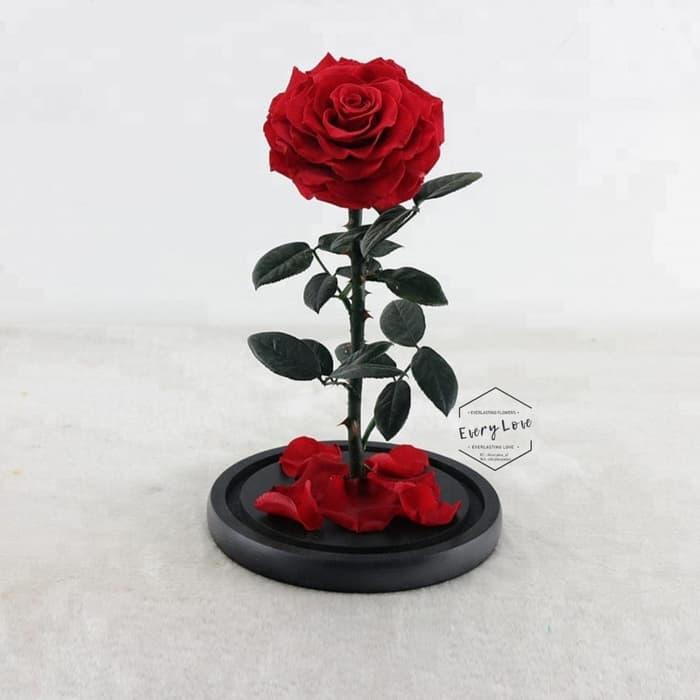 Gambar Everlasting Rose King size Mawar Abadi Import japan Beauty & the beast - Belle Rose dari Nocakeid undefined Tokopedia