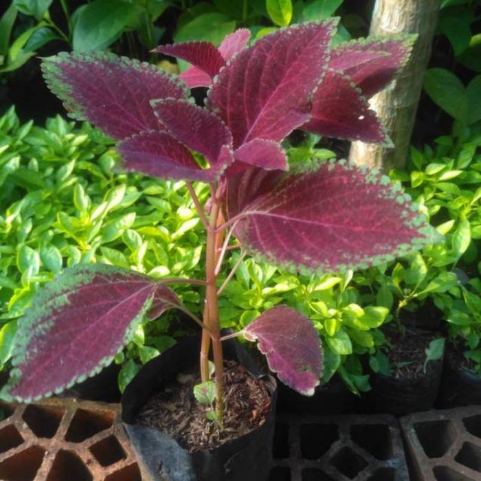 Gambar TANAMAN HIAS JENIS MIANA - ekornaga kuning dari Adeflora_NEW undefined 2 Tokopedia