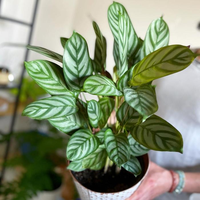 Gambar tanaman hias jenis calathea - sentosa dari Adeflora_NEW undefined 3 Tokopedia
