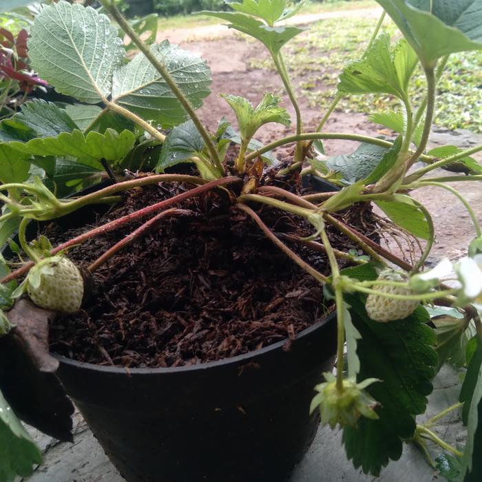 Gambar tanaman buah strawberry sudah ada buah dan bunga nya dari nandi taman undefined Tokopedia