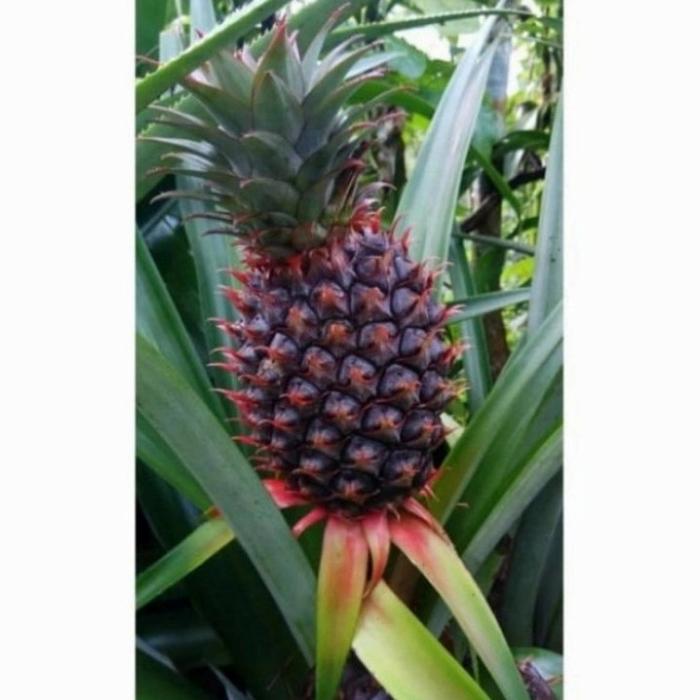 Gambar Nanas Merah Muda segar dari Berkah alam tasikmalaya undefined Tokopedia