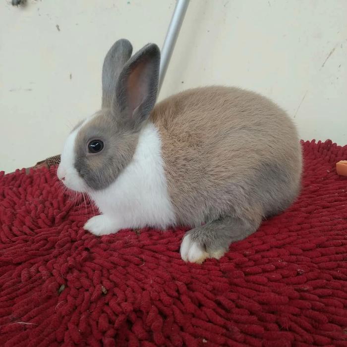 Gambar Kelinci dutch lucu 3 bulan dari raharabbit undefined Tokopedia