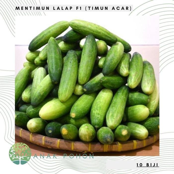 Gambar Benih Bibit Biji - Mentimun Lalap F1 Tidak Pahit! Timun Acar Lalapan dari Awas Kesetrum undefined Tokopedia