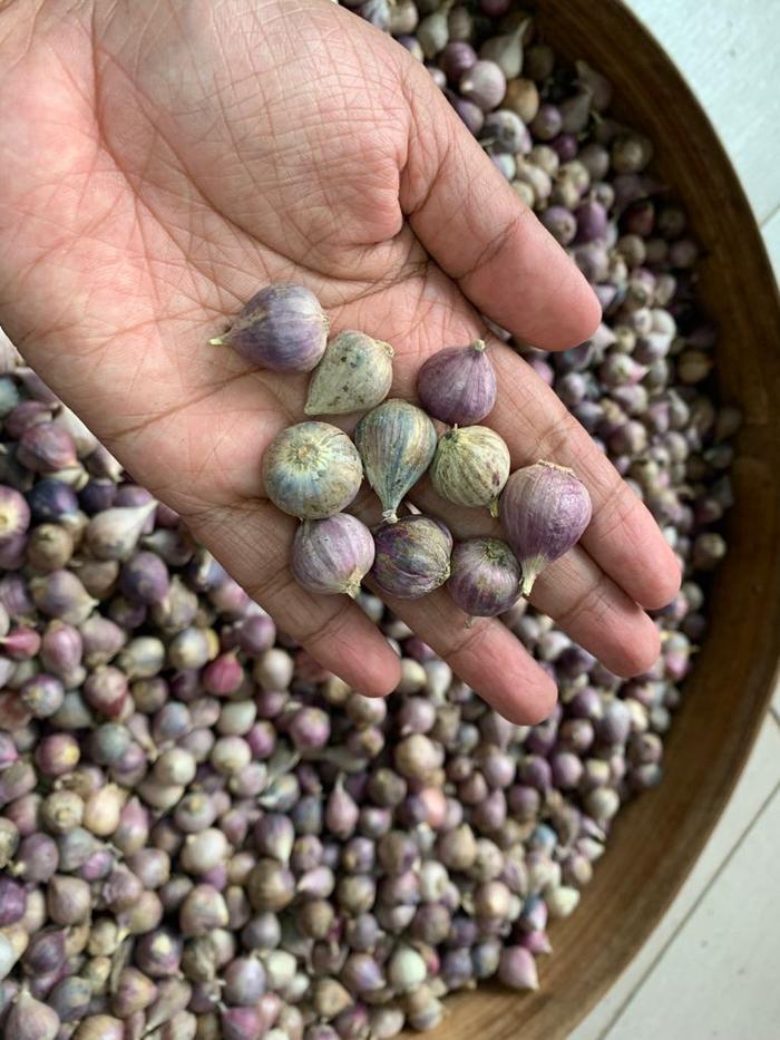 Gambar 1kg Bawang Putih Tunggal/Lanang Kulit Ungu - Kecil dari Pusat Bawang Lanang undefined Tokopedia