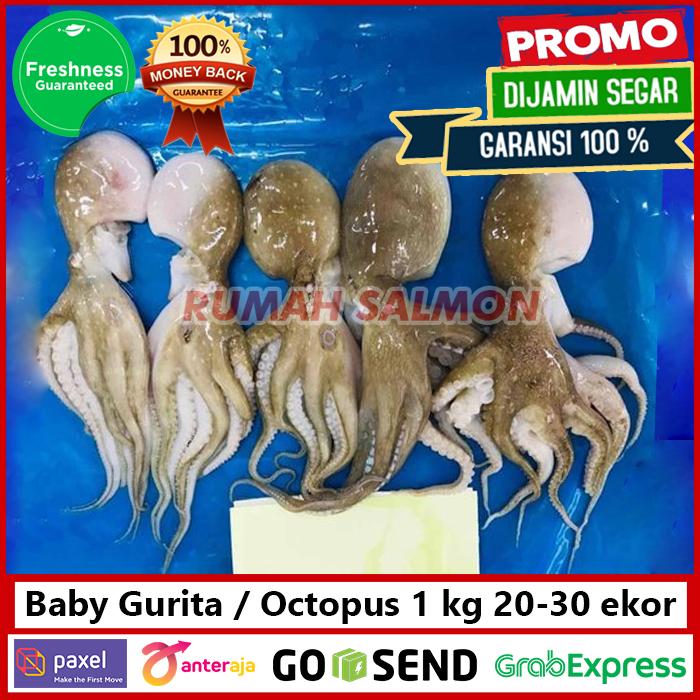 Jual Baby Octopus / Gurita Kecil Frozen 1 KG isi 20-30 ekor - 500 gram