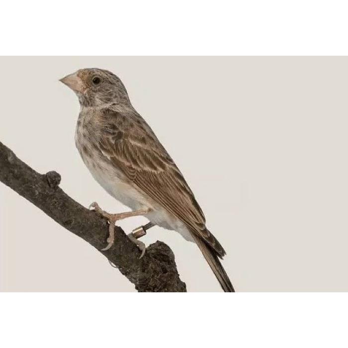 Jual BURUNG EDEL SANGER IMPORT AFRIKA - Jakarta Timur - Kios ipung bird shop | Tokopedia