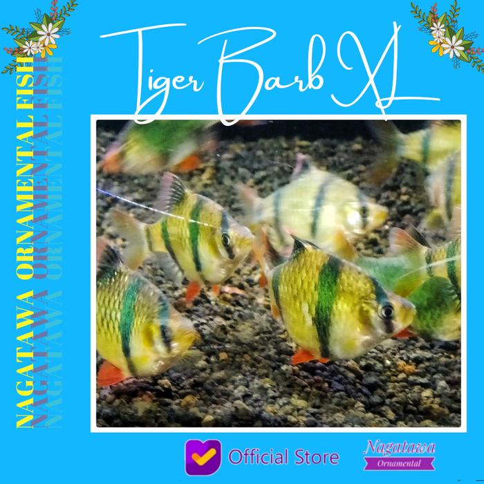 Gambar Ikan Hias Sumatera Size XXL dari Nagatawa Ornamental Fish undefined Tokopedia