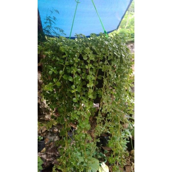 Gambar Tanaman Hias Bunga Gantung Macam-Macam/Tanaman Bunga Gantung Murah - BungaKribo dari Bibitkemarinsore undefined Tokopedia