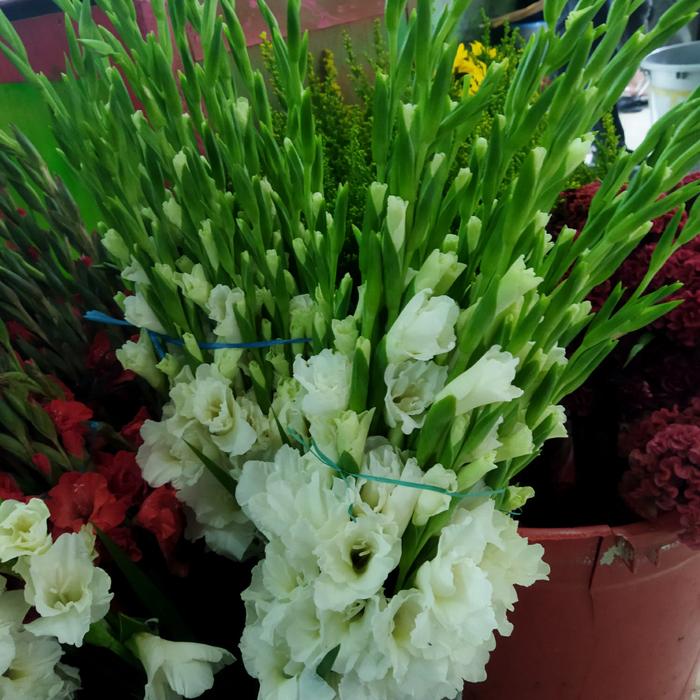 Gambar bunga gladiol asli fresh - Putih dari Mikasa New undefined Tokopedia