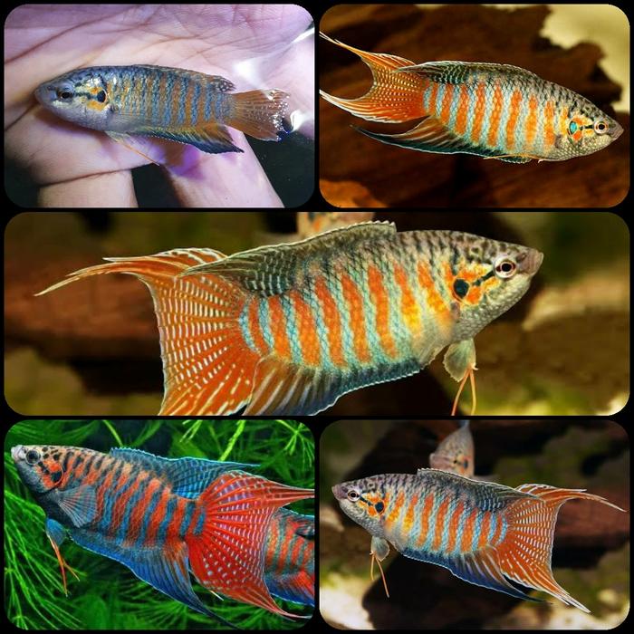 Gambar ikan hias paradise untuk aquarium dan aquascape dari Kamimasai Aquatic undefined Tokopedia