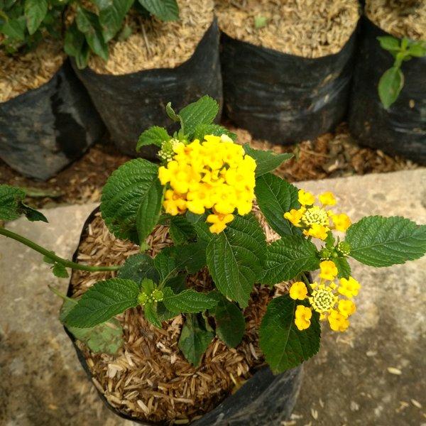 Gambar Tanaman Hias Bunga Lantana Camara / Pohon Lantana - Aneka Warna - Kuning dari Harristore.green undefined Tokopedia