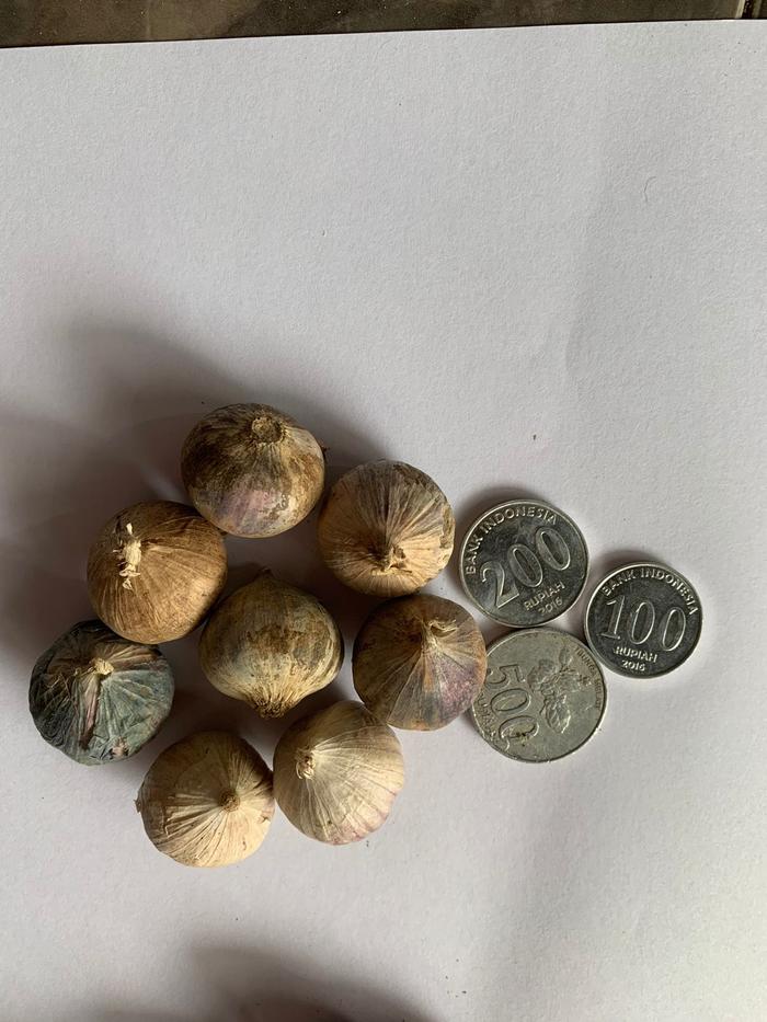 Gambar 1kg Bawang Putih Tunggal/Lanang Kulit Ungu - Besar dari Pusat Bawang Lanang undefined Tokopedia