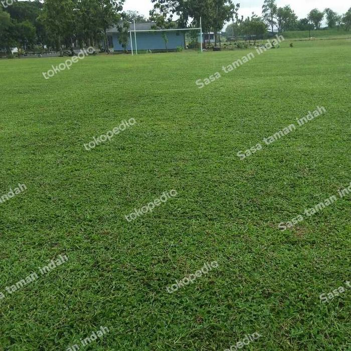 Gambar BENIH BIJI RUMPUT GAJAH MINI/BENIH RUMPUT UNTUK TAMAN,LAPANGAN DLL 1Kg dari Sasa Taman Indah undefined Tokopedia