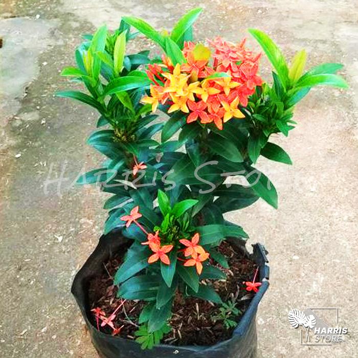 Gambar Bibit Tanaman Hias Bunga Asoka / Soka / Pohon Asoka - Aneka Warna - Orange dari Harristore.green undefined Tokopedia