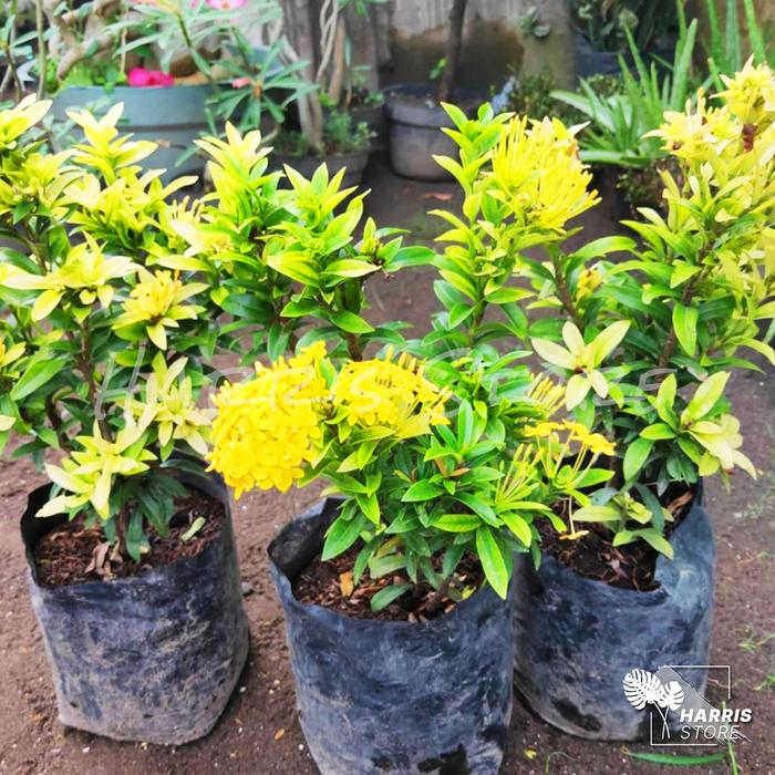 Gambar Bibit Tanaman Hias Bunga Asoka / Soka / Pohon Asoka - Aneka Warna - Kuning dari Harristore.green undefined Tokopedia