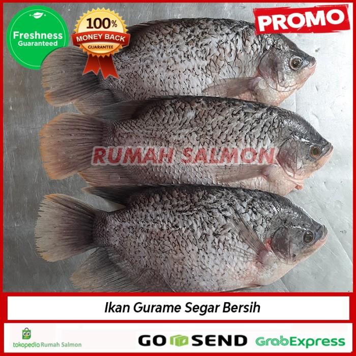 Gambar PROMO Ikan Gurame Super Segar Bersih 1kg isi 2-3 ekor - 1 kg dari Rumah Salmon Jakarta undefined Tokopedia
