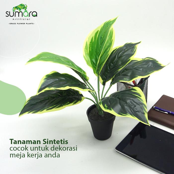 Gambar Sumara Artificial Plaintain Lily – Tanaman Hias Sintetis dengan Pot dari Toko Rumput Sumara undefined Tokopedia