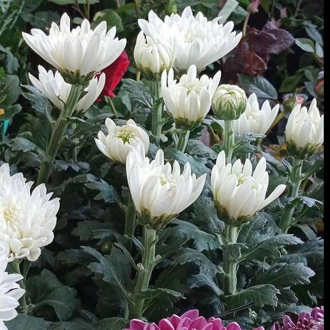 Gambar bunga aster krisan putih dari adin florist undefined Tokopedia
