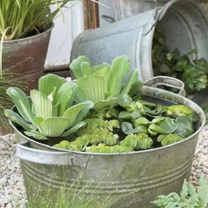 Gambar Tanaman Air Apung Apu Apu Untuk Ikan Cupang/Guppy - XL dari dies farm undefined Tokopedia