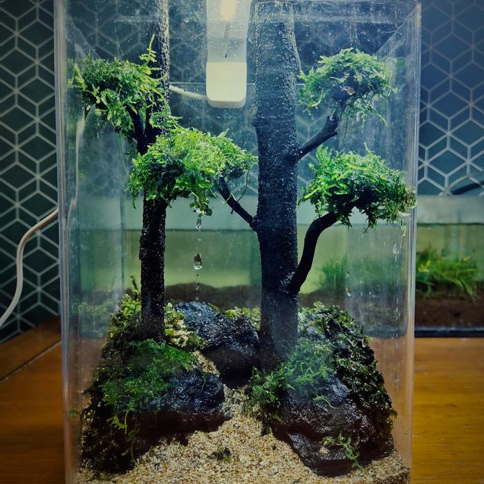 Gambar Aquarium Aquascape Mini Bonsai Soliter Akrilik Ikan Cupang Hias - Hutan, 4L Full set dari dies farm undefined Tokopedia