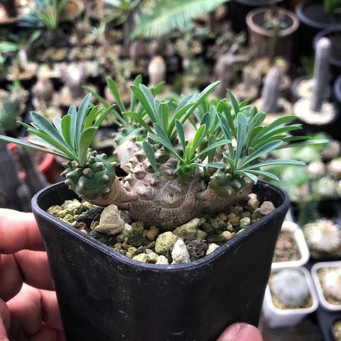Gambar Euphorbia Japonica cluster dari plantholicid undefined Tokopedia