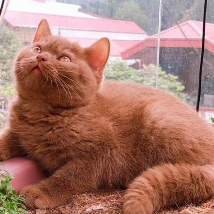 British Short Hair Cat Price Jual KUCING BRITISH SHORTHAIR