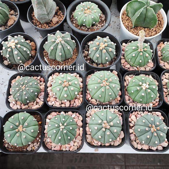 Gambar Biji Benih Kaktus Astro wajib chat - Capricorne dari cactuscorner.id undefined 3 Tokopedia