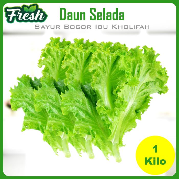 Gambar Selada Sayur Sayuran Makanan Segar Bogor 1Kg - 1 KILO GRAM dari Sayur Ibu Kholifah undefined Tokopedia