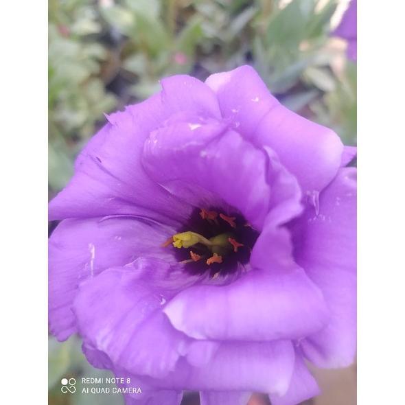Gambar Tanaman Bunga Lisianthus (Eustoma Grandiflora) Kondisi Dewasa Dan - Purple, L dari aggilseptiani undefined Tokopedia