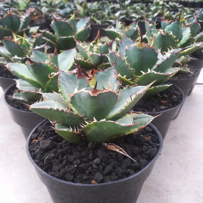 Agave titanota 'Banana Peel' 61 【公式通販】