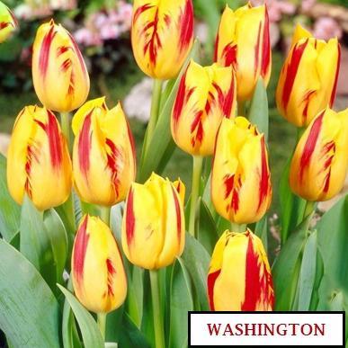 Gambar Bibit Bunga TULIP isi 10 Biji Impor Benih Tanaman Hias Unggul - WASHINGTON dari Suffa Store. undefined Tokopedia