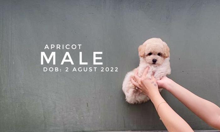 Gambar Apricot poodle puppy langka dari LULUPETSHOP undefined Tokopedia