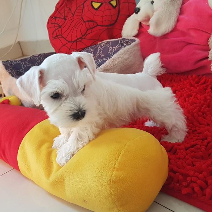 Gambar White Miniature Schnauzer dari Natasha Gading Dog Home undefined Tokopedia