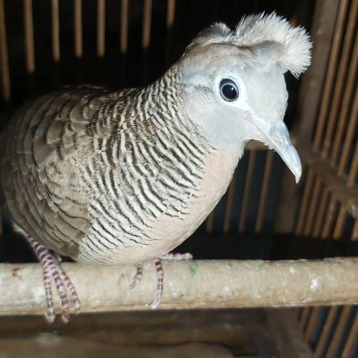 Gambar burung perkutut songgo ratu lokal dari Samodro Bird undefined Tokopedia