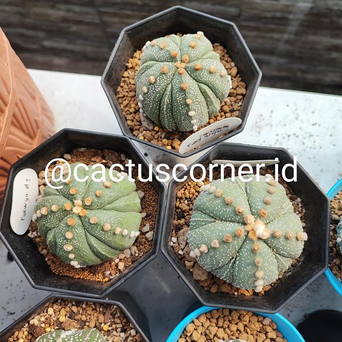 Gambar Biji Benih Kaktus Astro wajib chat - Capricorne dari cactuscorner.id undefined 5 Tokopedia