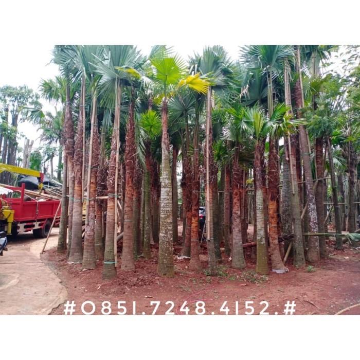 Sadeng Tree Jual Menjual Pohon Palem Sadeng Minyak - Pohon Peneduh Palem Sadeng ...