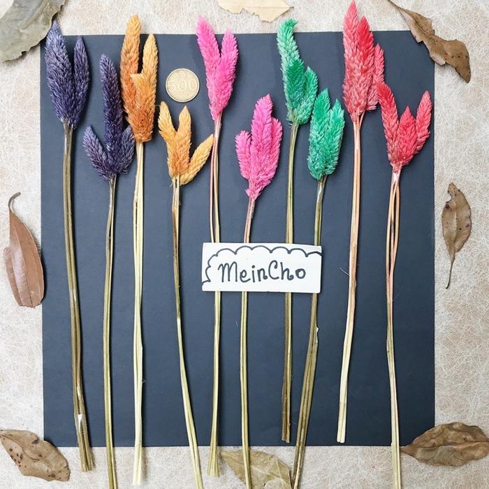 Gambar (3 tangkai) Bunga Kering Tangkai Pheonix Barocco Jambul Phalaris Lokal - Orange dari MeinCho undefined Tokopedia